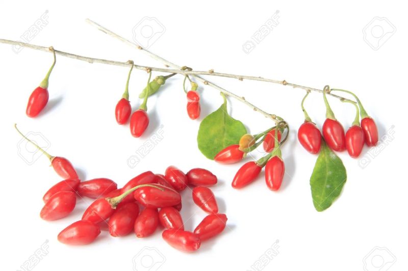 17780612-ripe-freshly-picked-goji-berries-Lycium-barbarum--Stock-Photo-berry